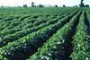 Brassica yields this year are as low as 50 per cent in some areas