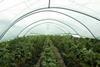 Polytunnel advice for growers