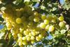 CL Capespan Thompson grapes