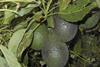 Mexico adds to avo mix