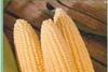 Sweating cobs: The UK heatwave has brought local sweetcorn forward