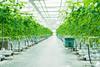 Glasshouse veg producers would be hit hard by energy cost increases