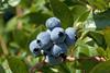Blueberry generic