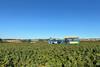 Harvester Herefordshire blackcurrants