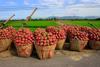 Vietnamese dragonfruit