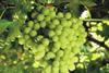 Key role discovered for grapes