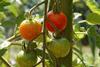 GEN Tomatoes ripening Flickr