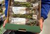 Tesco's low-carbon purple sprouting broccoli