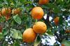 US California Farm Bureau Fed navel oranges-3