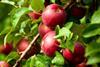 US apples