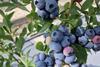 GB James Hutton Highland Charm blueberries