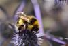 Syngenta backs £1m bee research
