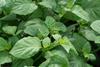 DeCyst Broadleaf