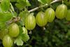 GEN bigStock_Gooseberry