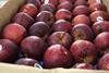 India apple import red