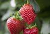 Ava Star strawberry