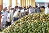 Mangoes India market