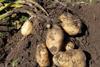 One in seven potato stores still return a detectable CIPC residue