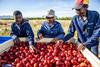 ZA Hortgro nectarine harvest