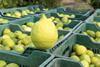 Lemons harvested in bins Adobe Stock