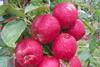 reinc east malling pink red flesh apples UK South Africa