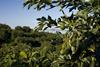 NZ Southern Produce avocado orchard