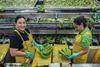 Fyffes