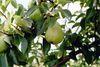 Pear sector gets consumption call