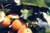 UK apricots chilling out