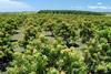 Australia mango orchard