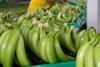 GEN bananas AdobeStock_508657548