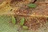 Aphids are a threat to potato crops