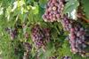 p65(29) US Calif Grapes purple grapes on vine