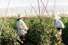 Spanish toms in crisis
