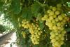 US Sugraone grapes on vine_San Joaquin Valley-1
