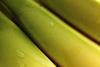 Generic bananas