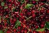 US NW Bing cherry harvest
