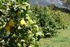 California lemons