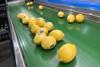 NPG Lemons compostable stickers 4