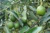 Avocados