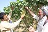 Afghan table grapes