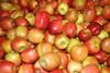 Bio: Neue Impulse für die Apfel-Verpackung