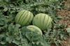 Wassermelonen Spanien - W. Schmidt 3