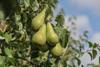 BelOrta Conference pears