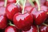 GEN Close up of red cherries