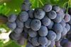 Julep IFG table grape variety
