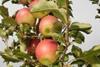 Italien: Apfel Exporteure fokussieren Vietnam und Taiwan