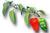 Dorset Naga chilli pepper