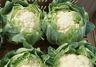 SEF faces brighter 2011 after cauliflower strife