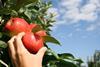 Kernobst: Niederlande starten Promotion-Kampagne für Elstar-Äpfel